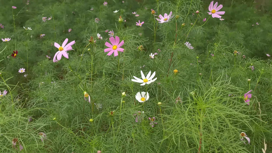 植物鲜花花朵风景视频