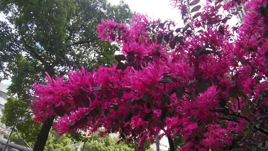 植物鲜花花朵风景视频