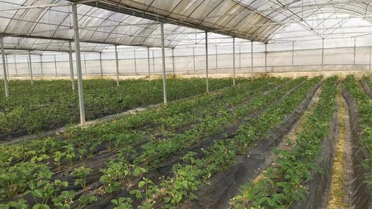 现代农业大棚温室种植实拍 视频
