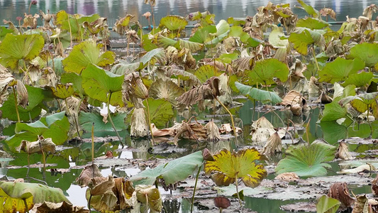 北海公园荷花池干枯的荷叶秋季枯萎凋零 视频