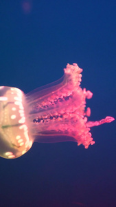 实拍海底的水母秘境视频