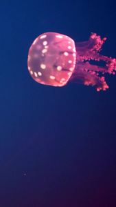 实拍海底的水母秘境视频