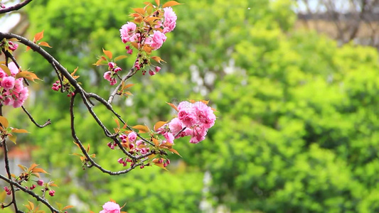 春分时节的樱花盛开视频