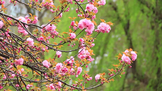 春分时节的樱花盛开视频