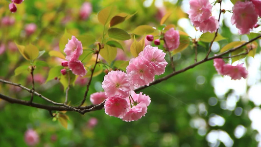 春分时节的樱花盛开视频