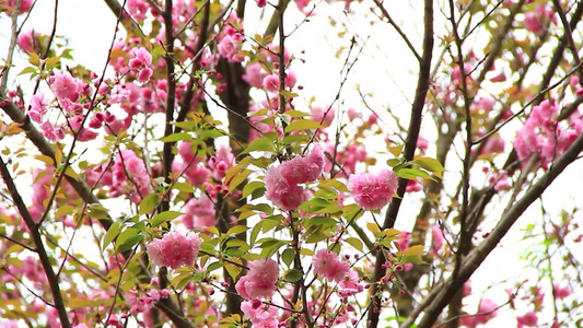 春分时节的樱花盛开视频