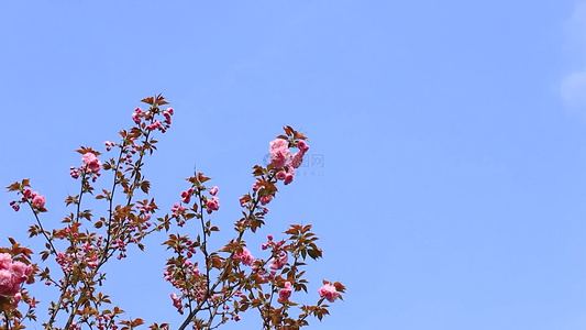 春分时节的樱花盛开视频