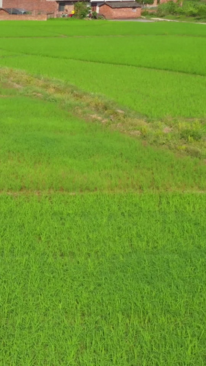 【农业宣传片】广西航拍桂林稻田合集种植业83秒视频