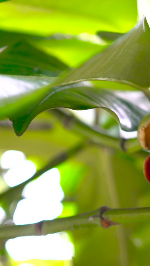 泰国山竹幼果水果合集40秒视频