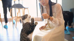 4K少女给猫喂食12秒视频