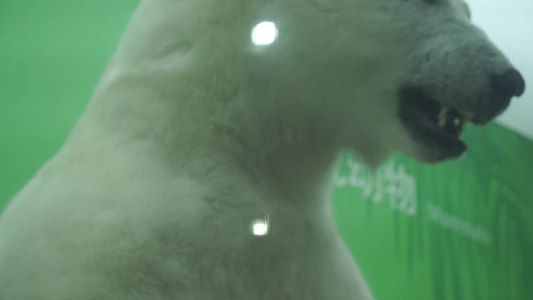 北极熊标本视频