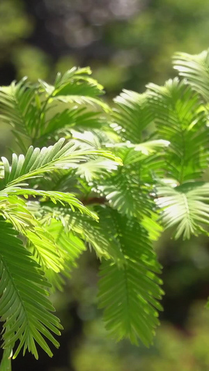 森林中的水杉视频合集自然风光50秒视频