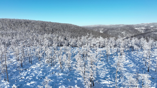 大兴安岭冬季自然风景极寒高山雪松雾凇雪景视频