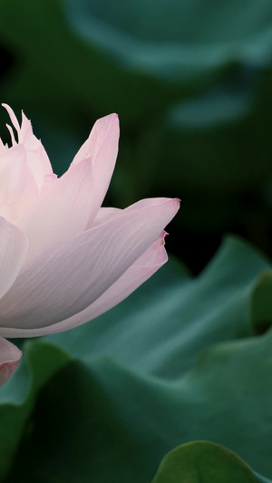 夏天荷塘盛开的粉红荷花花朵水生植物41秒视频