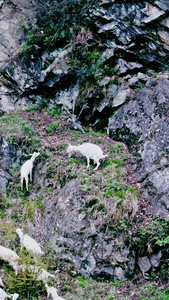 山羊吃草原生态视频