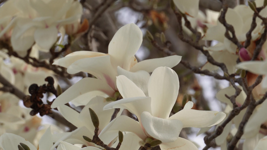 北京植物园春季白色玉兰花视频
