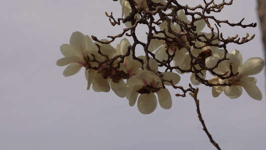 北京植物园春季白色玉兰花视频