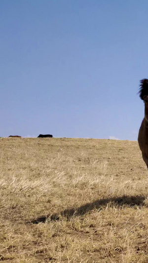 拍摄马群在鄂尔多斯大草原上悠闲的吃草内蒙古65秒视频