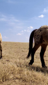 拍摄马群在鄂尔多斯大草原上悠闲的吃草4A景点视频