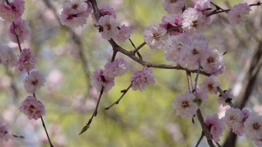 北京植物园桃花梅花樱花粉色花朵视频