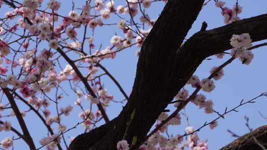 北京植物园桃花梅花樱花粉色花朵视频