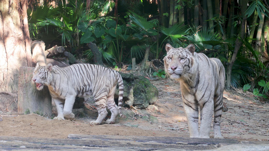 4K虎年动物园动物猛兽老虎白虎视频
