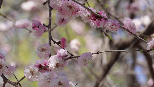 北京植物园桃花梅花樱花粉色花朵视频