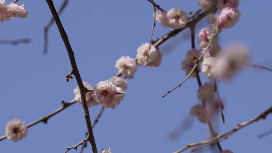 北京植物园桃花梅花樱花粉色花朵视频