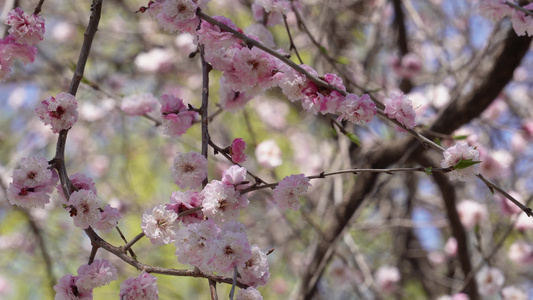 北京植物园桃花梅花樱花粉色花朵视频