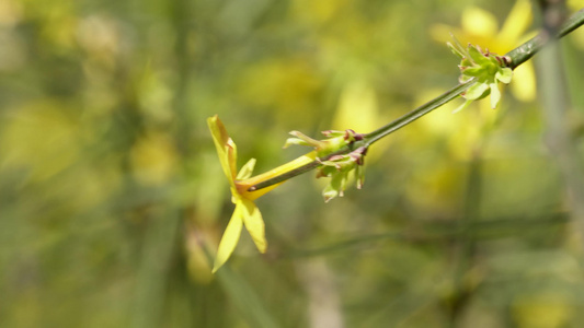 北京植物园迎春花微距特写视频