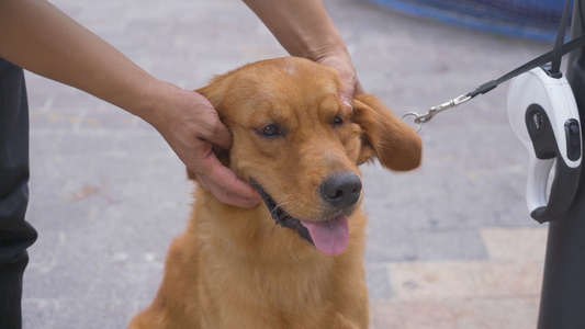 慢动作摸金毛犬视频