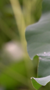 下雨天荷叶水珠夏日荷叶视频