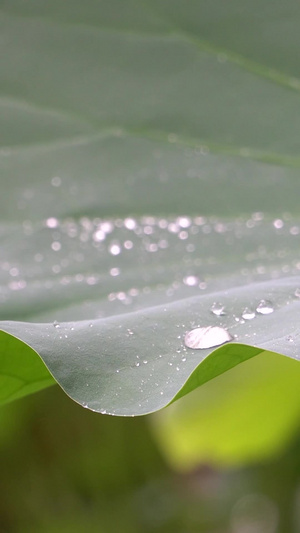 下雨天荷叶水珠夏日荷叶43秒视频