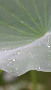 下雨天荷叶水珠荷叶上的水珠视频