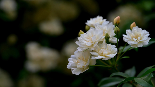 木香花特写3视频