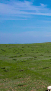 5k航拍蓝天下美丽的草原上缓慢移动的羊群超高清视频