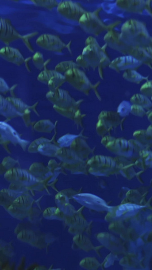 海洋馆里的梦幻鱼群纪录片10秒视频