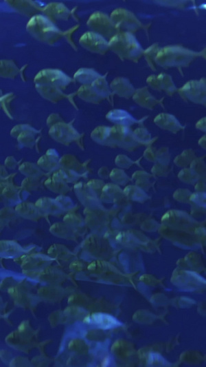 海洋馆里的梦幻鱼群克莱因蓝10秒视频