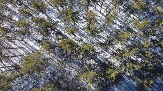 冬季森林树木枯枝积雪航拍视频