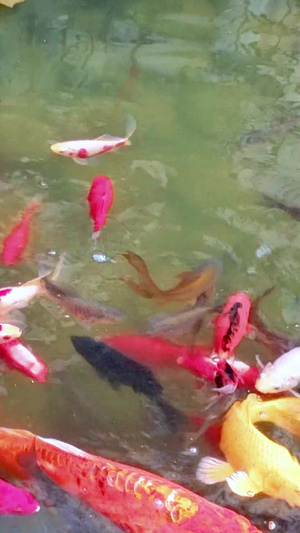 池塘里欢快游说的鱼群51秒视频
