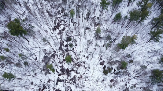 冬季森林树木枯枝积雪航拍视频