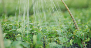 植物种植4K132秒视频