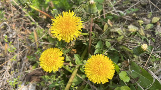 盛放的黄色花朵蒲公英视频