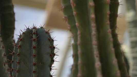 仙人掌仙人球沙漠植物视频