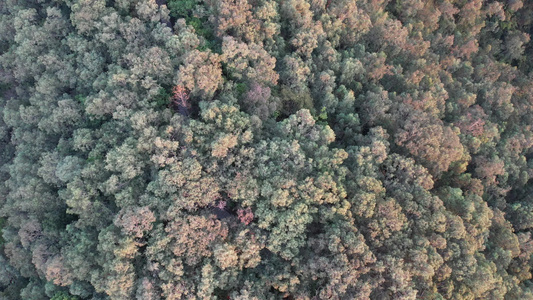 秋季山地丛林航拍视频