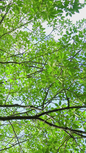 夏委阳光透射树底光影空镜20秒视频