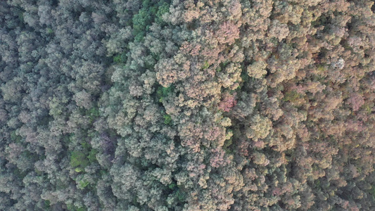 秋季山地丛林航拍视频
