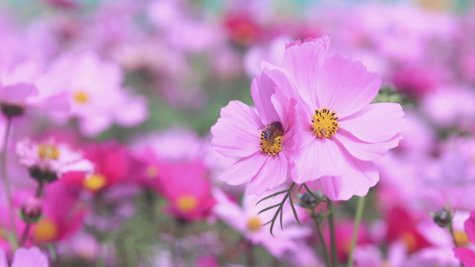 4K实拍春暖花开格桑花小蜜蜂视频