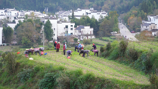 江西婺源乡村古村落前耕地劳作的农民4k素材视频