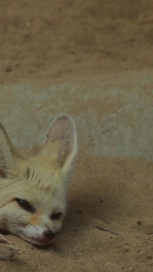 耳廓狐狸实拍小动物25秒视频